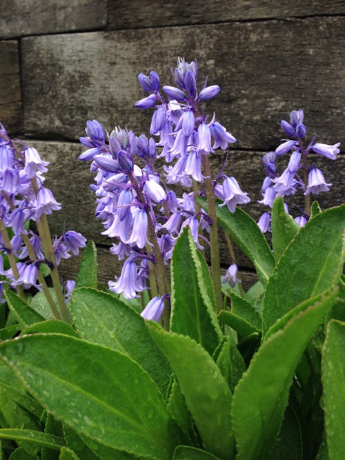 天性, 植物的, 紫色的花朵 的 免费素材图片