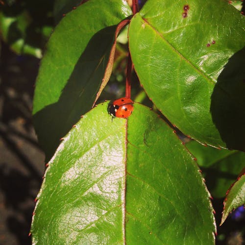 Free stock photo of botanical, green leaf, ladybug Stock Photo