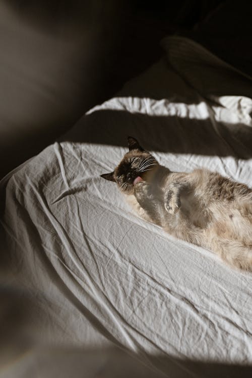 Free Cat Lying Down on Bed Washing Stock Photo