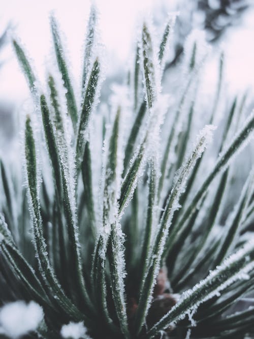 Close-up of Grass in Frost