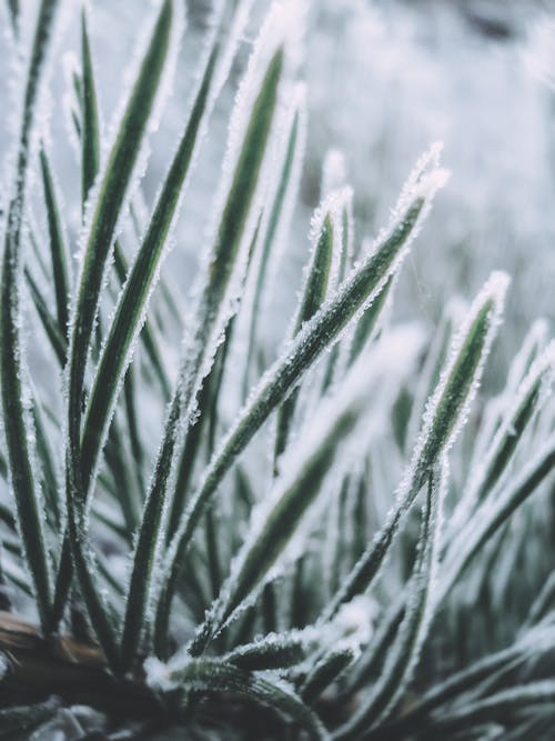 Close-up of Grass in Frost