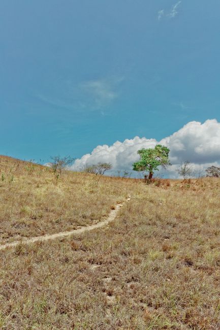 Peaceful scene featuring a winding path through brown grass under a blue sky with a single green tree.