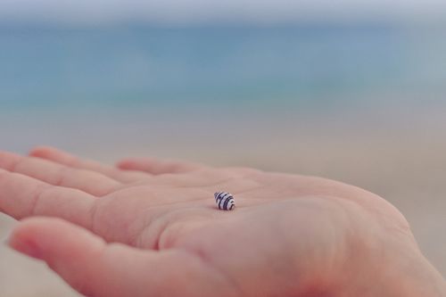 Free Close-up of a hand delicately holding a tiny seashell against a blurred beach backdrop. Stock Photo