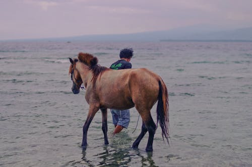 Imagine de stoc gratuită din apă, Asia, baie de cal