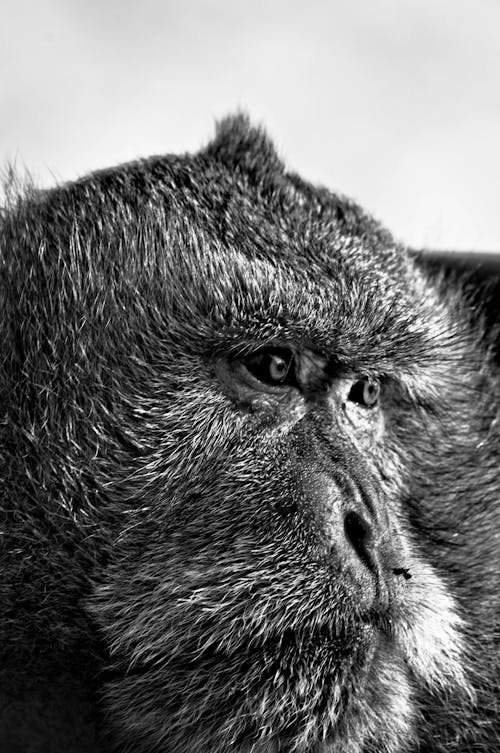 Ilmainen kuvapankkikuva tunnisteilla Aasia, apina, apinan katse