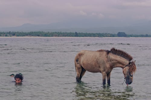 Free stock photo of asia, gili island, horse