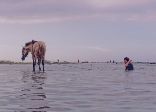 Δωρεάν στοκ φωτογραφιών με gili νησί, άλογο, άντρας με άλογο