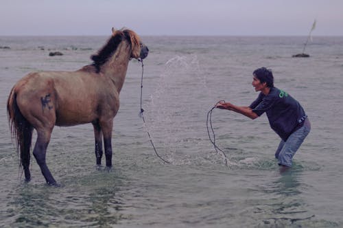 Imagine de stoc gratuită din apă, Asia, baie de cal