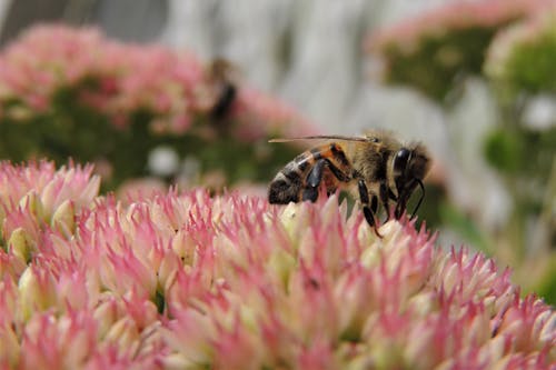 A Bee Perched on Pink Flower in Close-Up Photography