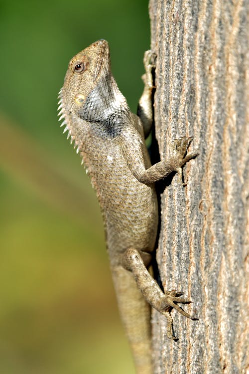 Brown and Gray Lizard on Brown Wood