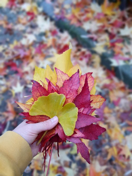 Photos gratuites de automne, feuillage, feuilles