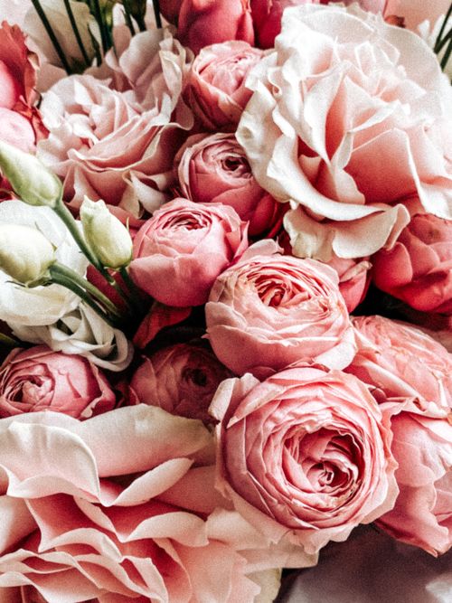 Free A stunning close-up of blooming pink and white roses, highlighting the delicate petals and romantic colors. Stock Photo
