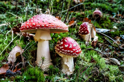 Close-up Photo of Red and White Mushroom