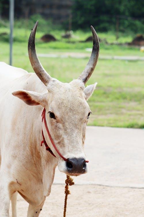 Close Up Photo of an Ox