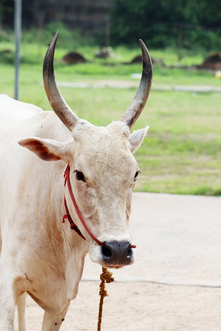 Close Up Photo Of An Ox