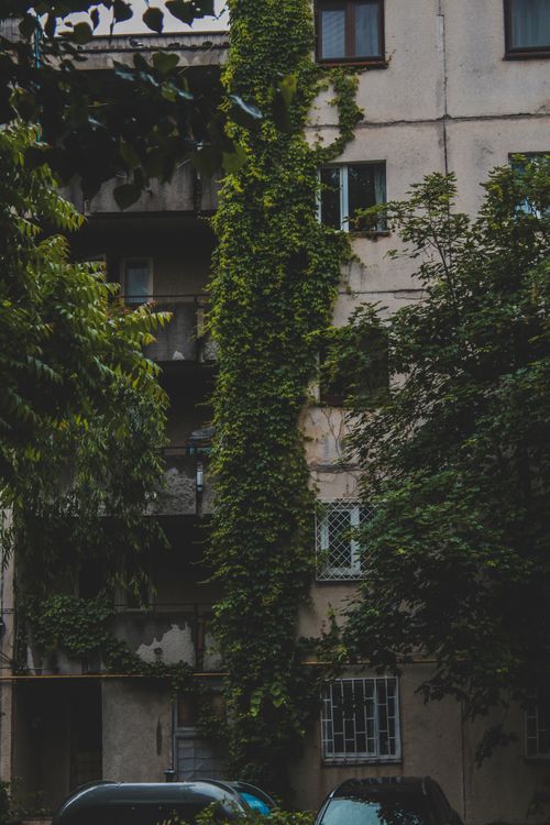 Green Tree Beside the Building · Free Stock Photo