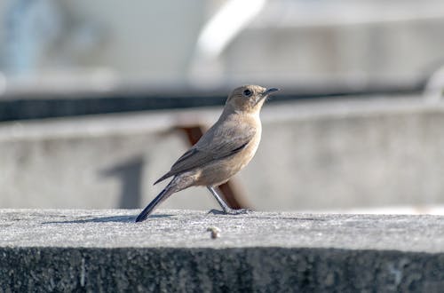 새 사진, 울새, 작은 새의 무료 스톡 사진