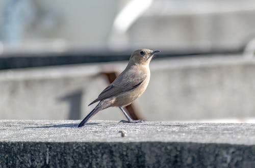 Fotobanka s bezplatnými fotkami na tému červienka, fotografovanie vtákov, malý vták