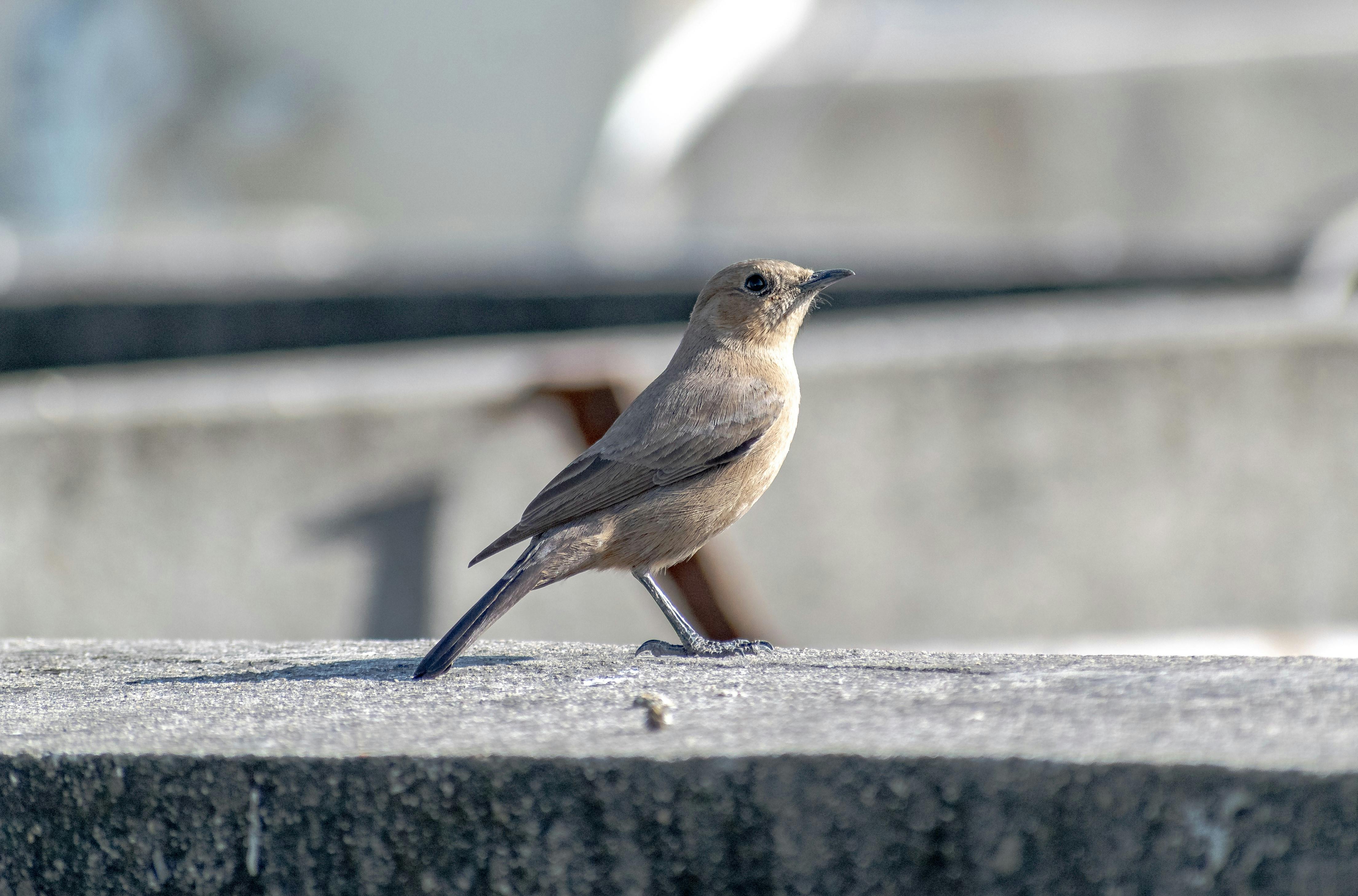 30,000+ Best Small Bird Photos · 100% Free Download · Pexels Stock Photos