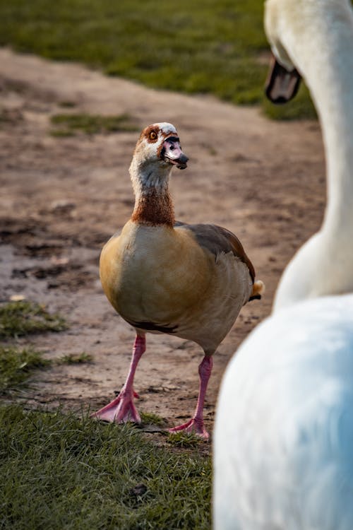 Photo of a Goose Standing on the Ground