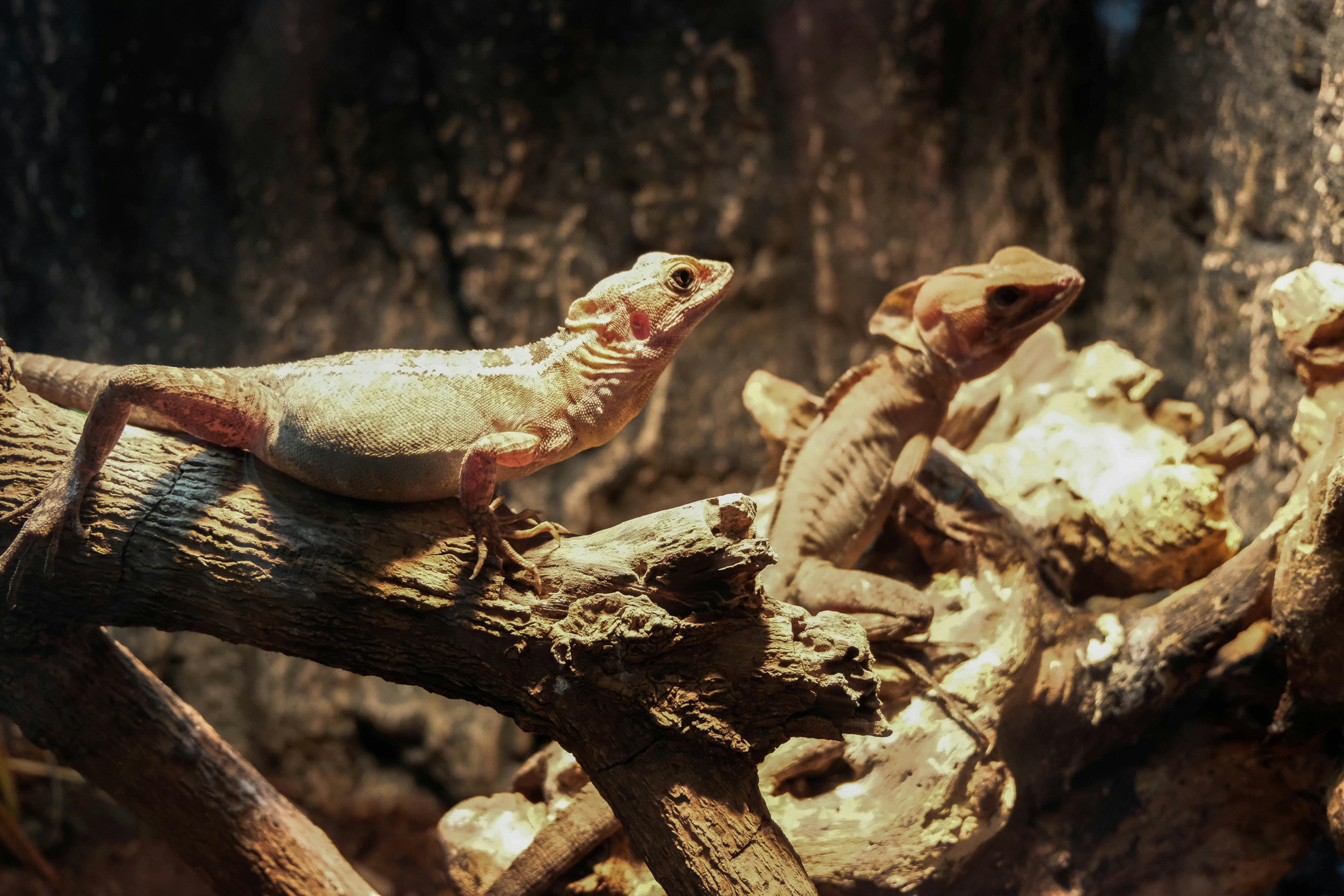 Foto Stok Gratis Tentang Bunglon Hewan Reptil Iguana