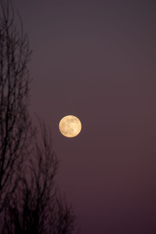 Free A captivating view of the full moon against a dark sky with a tree silhouette in Niğde, Turkey. Stock Photo
