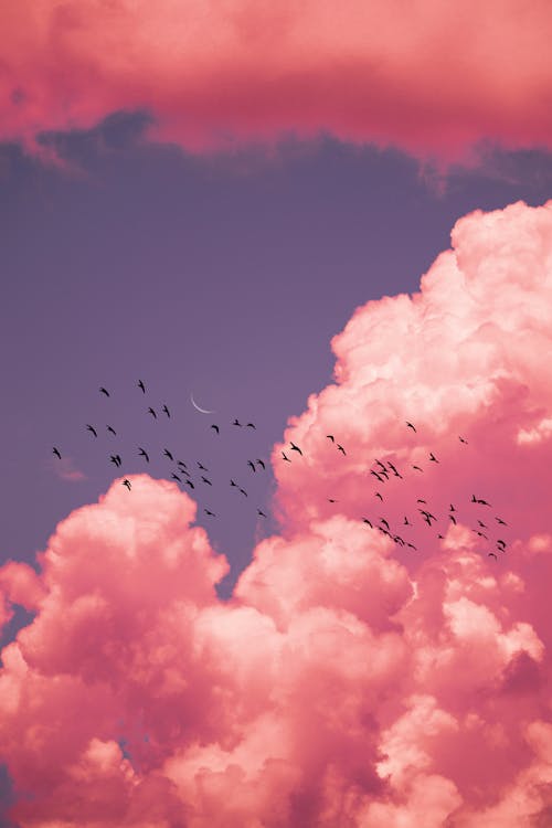 Flock of Birds Flying Under Pink Sky 