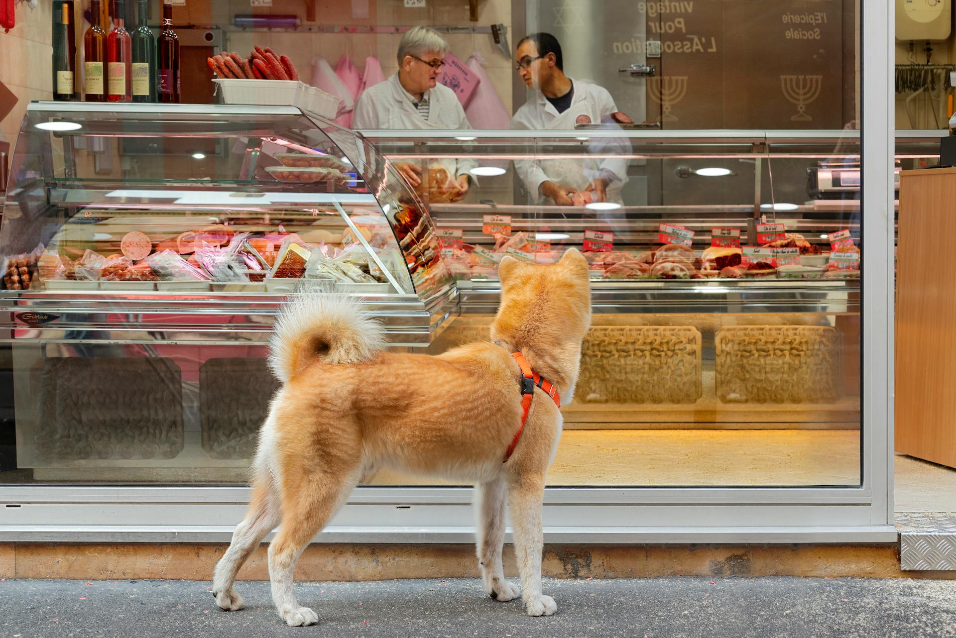 En shiba-inu tittar in i en butik