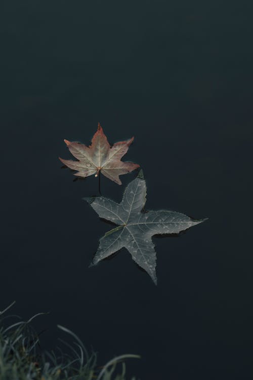 Green Maple Leaves Floating on Water