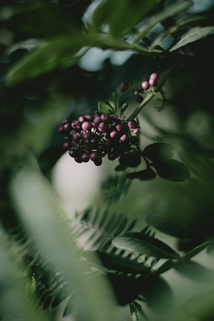 
A Close-Up Shot Of Elderberries