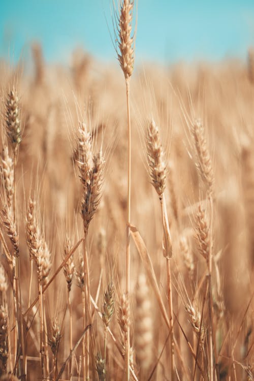 
A Close-Up Shot of Wheat Grass