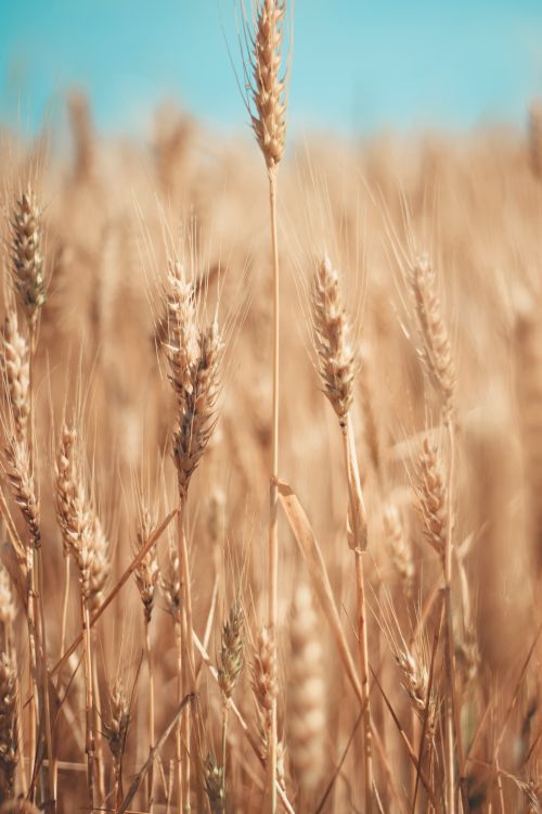 Free Close-up of a wheat field with golden ears against a clear blue sky, showcasing agricultural beauty. Stock Photo
