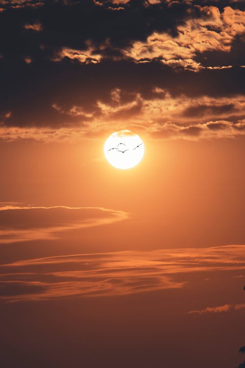 Free 
Birds Flying during the Golden Hour Stock Photo