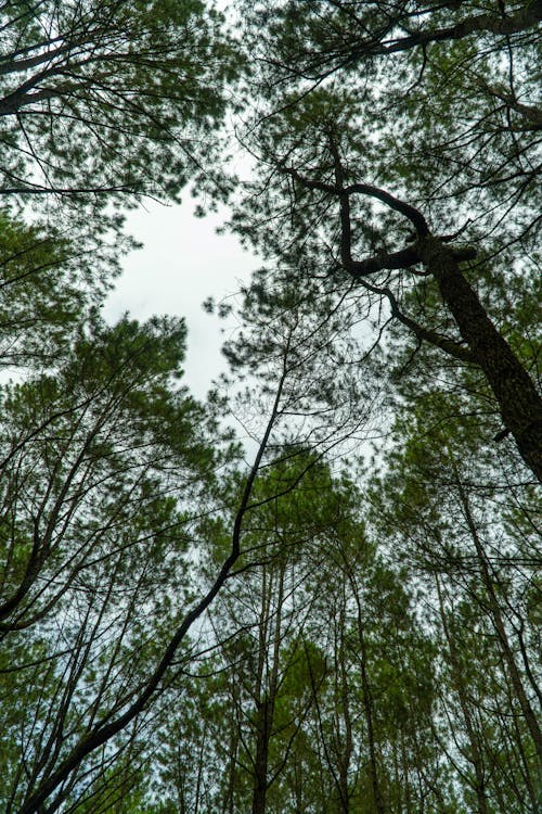 Gratuit Imagine de stoc gratuită din codru, copaci înalți, fotografie cu unghi mic Fotografie de stoc