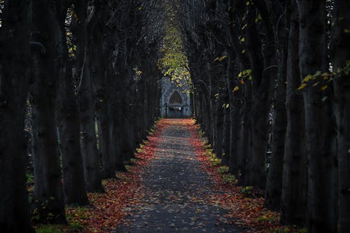 Darmowe zdjęcie z galerii z chodnik, leśny park, miejsce publiczne