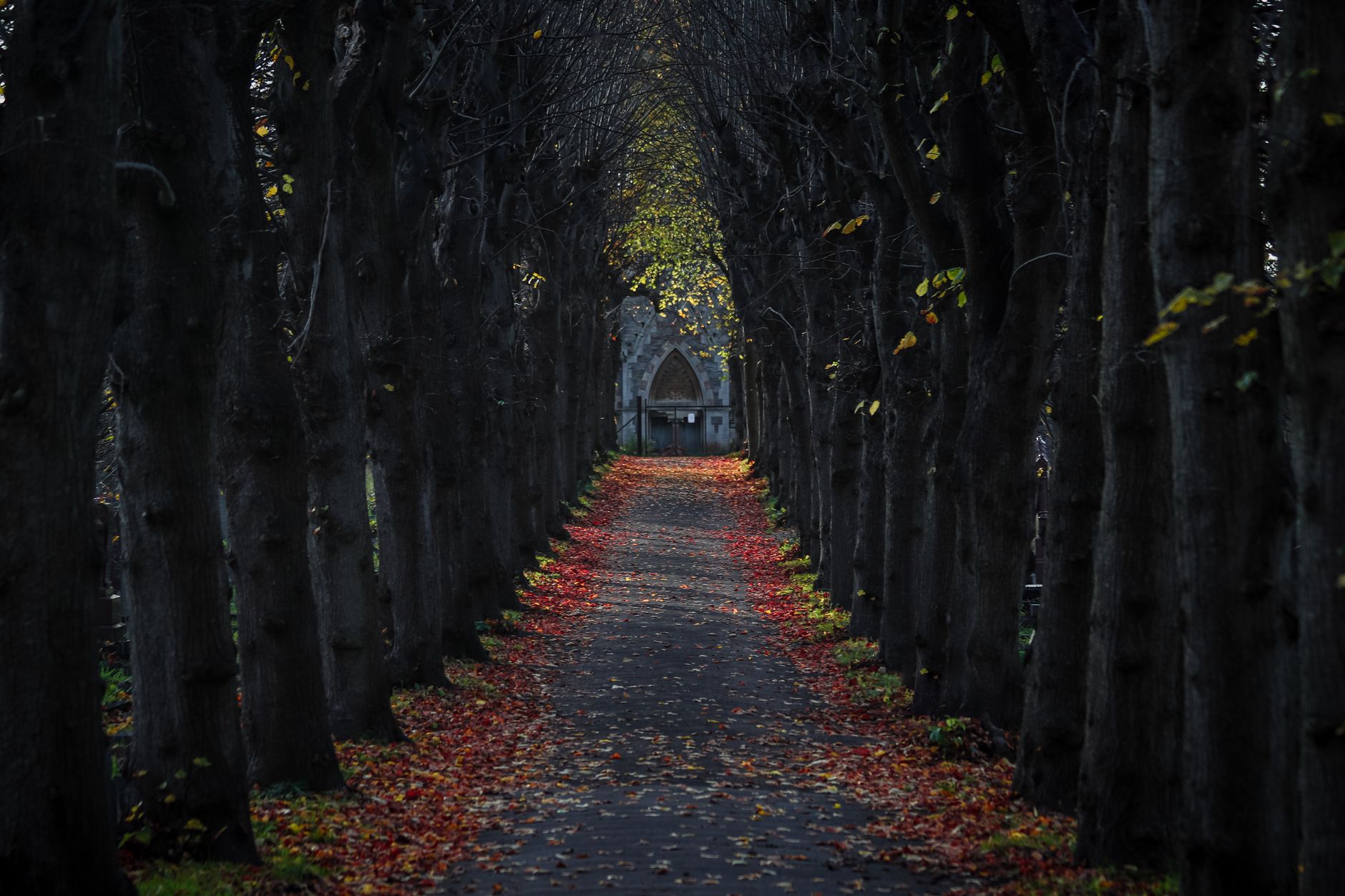 A tranquil autumn scene in a forest park with a tree-lined path covered in fallen leaves.