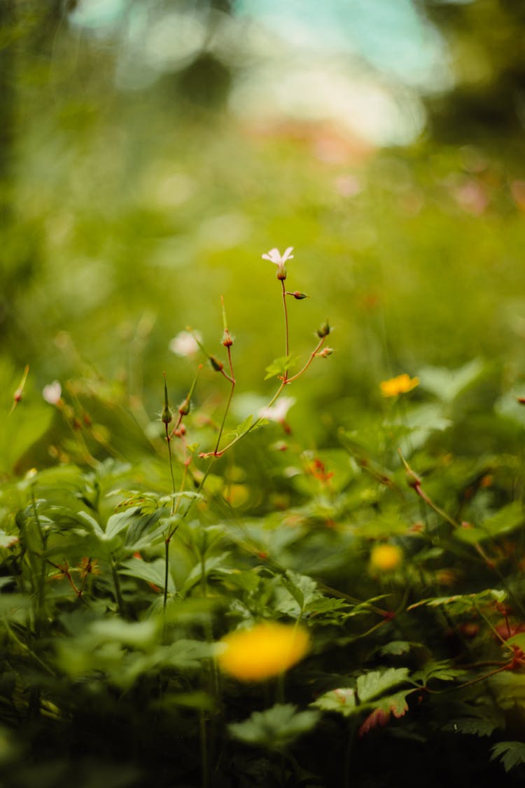 Tiny Flowers Blooming In Grass