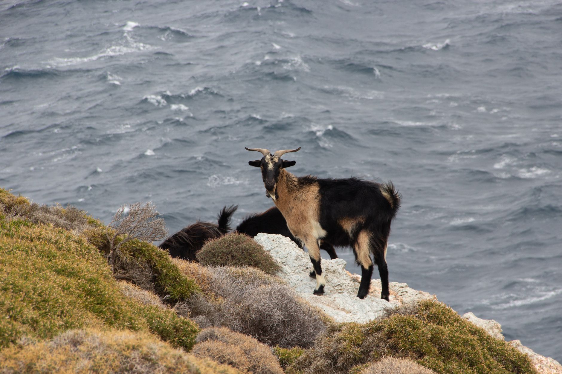 Wild goat on rocky cliff in Greece