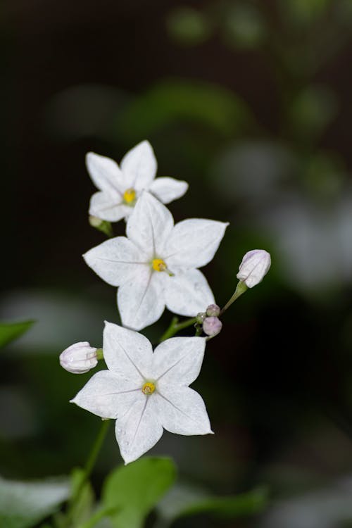 Free stock photo of buds