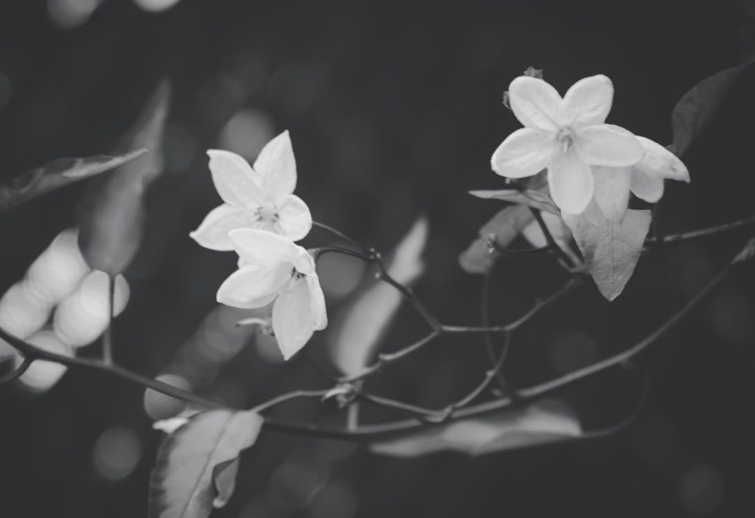 Grayscale Photography of Flowers