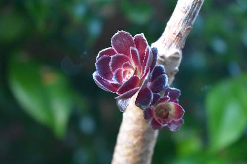 Free stock photo of bud, succulent