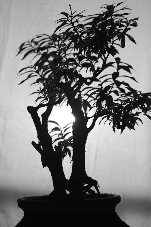 Fotobanka s bezplatnými fotkami na tému bonsaj, čierny a biely, strom
