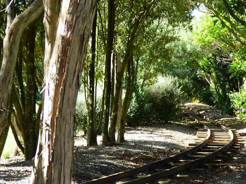 Základová fotografie zdarma na téma stromy, železniční koleje