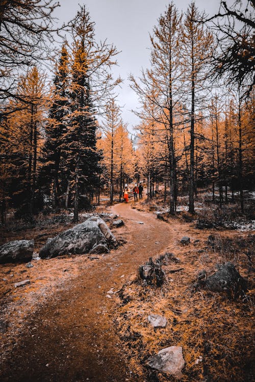 Foto profissional grátis de agulhas de pinheiro, Alberta, América do Norte