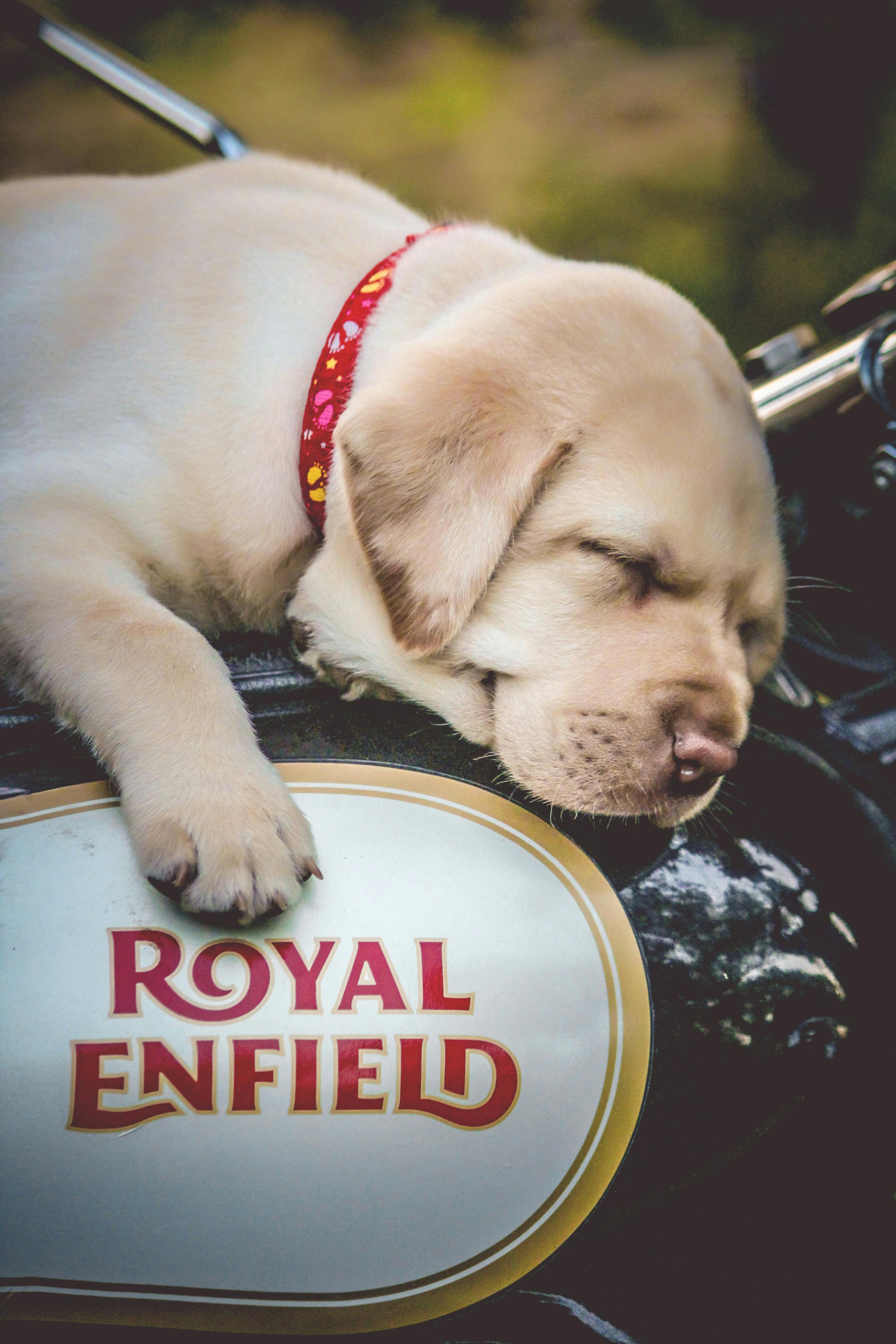 Yellow Labrador Retriever Puppy on Black and White Motorcycle