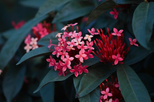 Kostnadsfri bild av blommor, djungel pelargon, flora