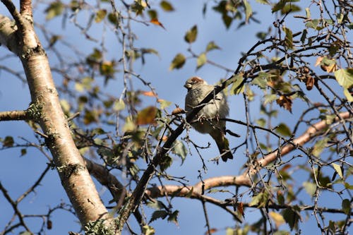 Free stock photo of bird, tree