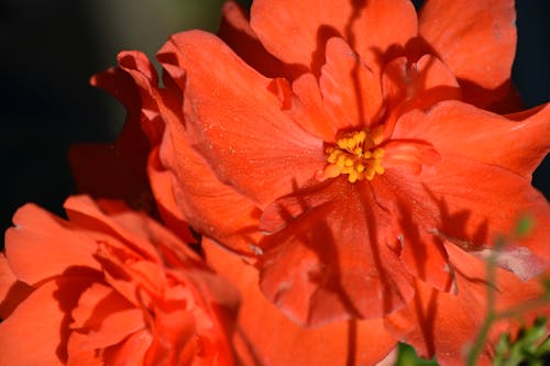 Foto profissional grátis de flor alaranjada