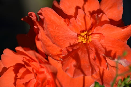 Free stock photo of orange flower