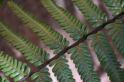 Free stock photo of green fern